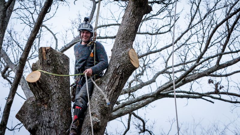 Commercial Tree Service detail