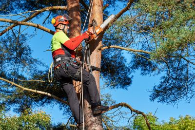 Tree Maintenance Teams