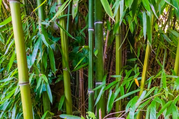 Bamboo Trimming in Englewood