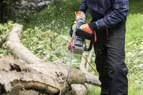 Branch Removal Service in Englewood