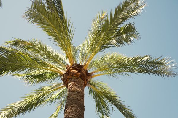 Palm Tree Pruning in Englewood