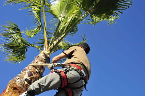 Palm Tree Trimming in Englewood