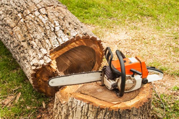 Tree Cutting Service in Englewood