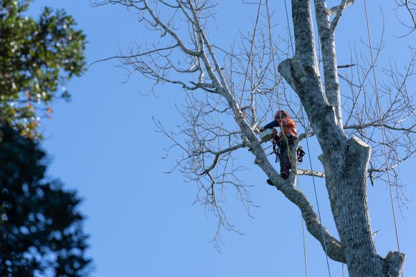 Tree Topping Service in Englewood