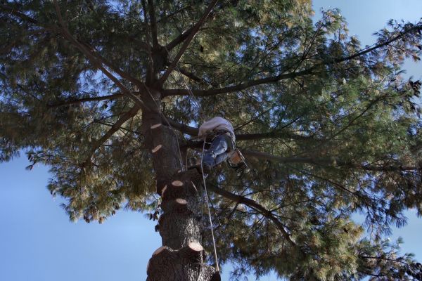 Trimming Service in Englewood