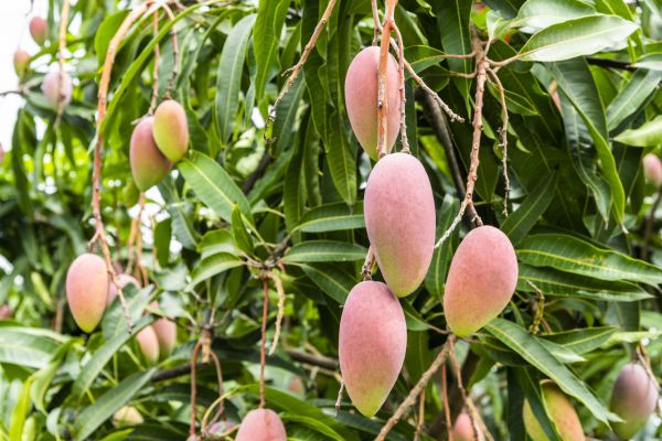 Mango Tree Trimming in Englewood
