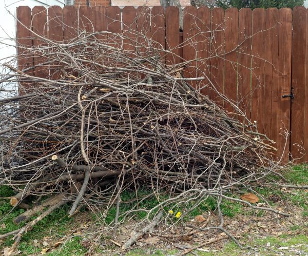 Dead Branch Removal in Englewood