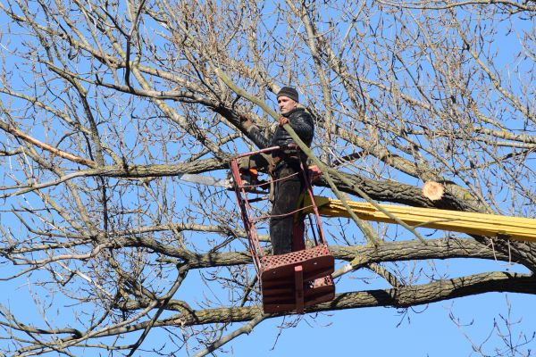 Emergency Tree Trimming in Englewood