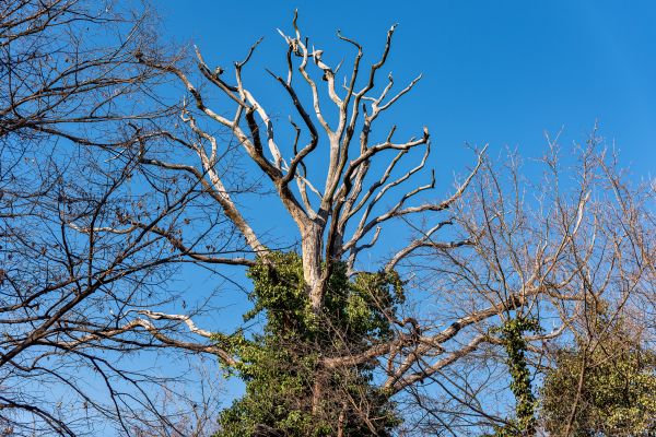 Deadwood Removal in Englewood