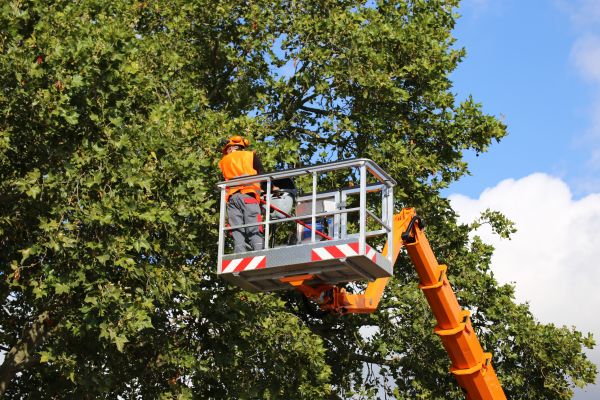 Commercial Tree Service in Englewood