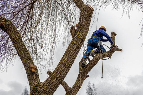 Tree Maintenance Service in Englewood