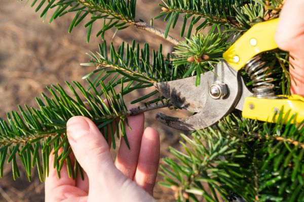 Pine Tree Pruning in Englewood