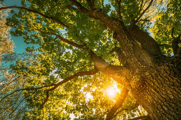 Oak Tree Pruning in Englewood