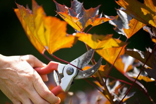 Maple Tree Pruning in Englewood