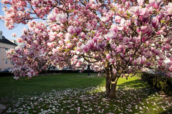 Magnolia Tree Pruning in Englewood