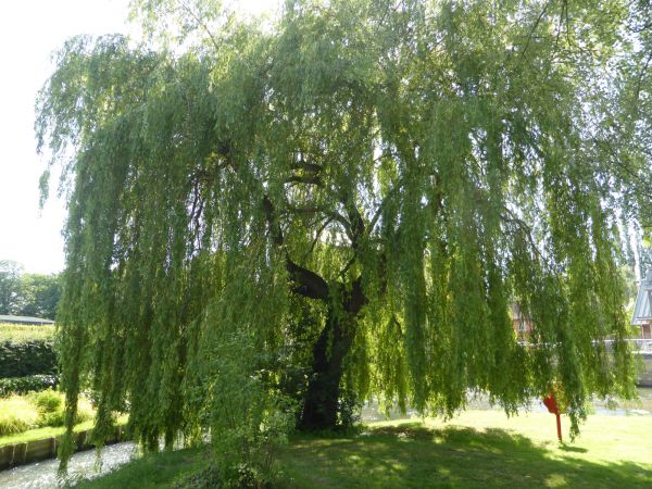 Willow Tree Trimming in Englewood