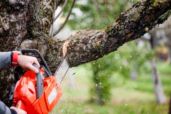 Tree Limbs Removal in Englewood