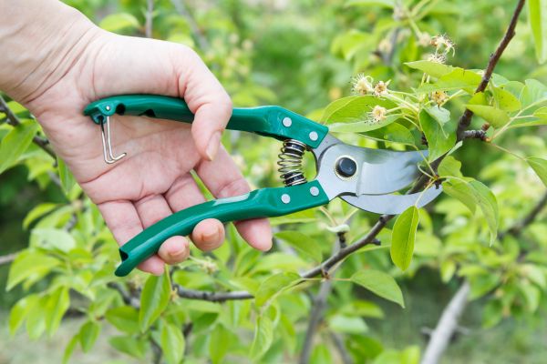 Pear Tree Pruning in Englewood