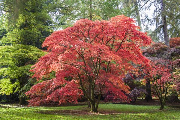 Japanese Maple Pruning in Englewood