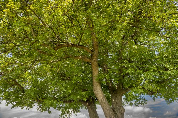 Walnut Tree Trimming in Englewood