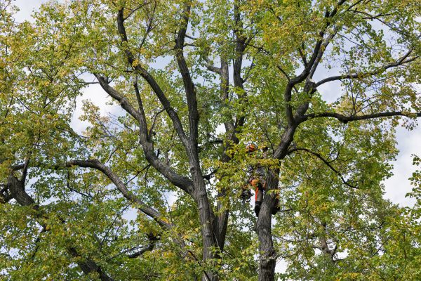 Tree Crown Shaping in Englewood