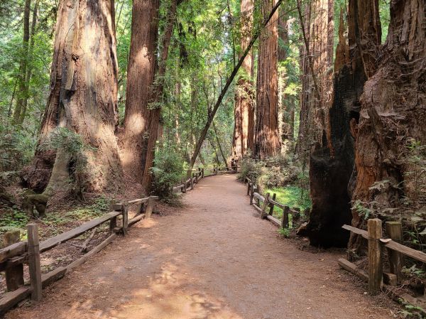 Redwood Tree Pruning in Englewood