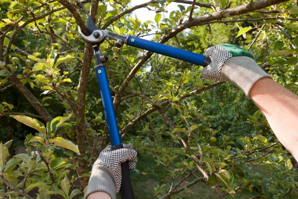 Residential Tree Pruning in Englewood