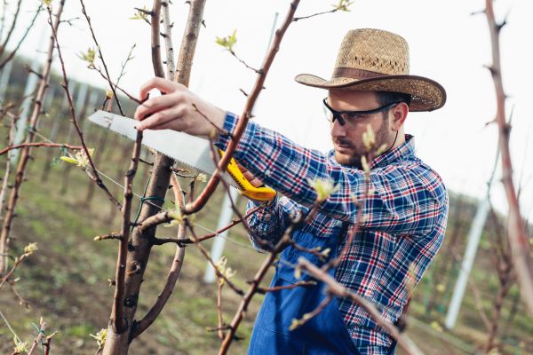 Orchard Tree Pruning in Englewood