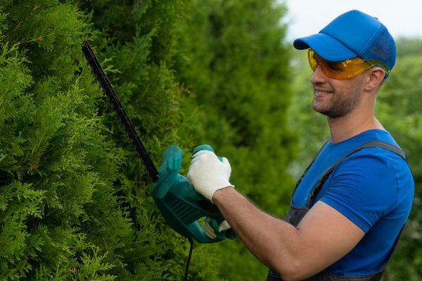 Tree Shaping Service in Englewood