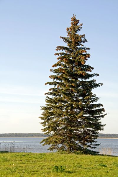 Spruce Tree Pruning in Englewood