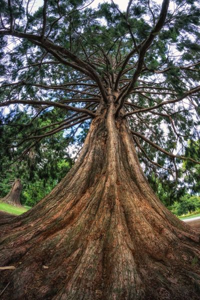 Cedar Tree Pruning in Englewood