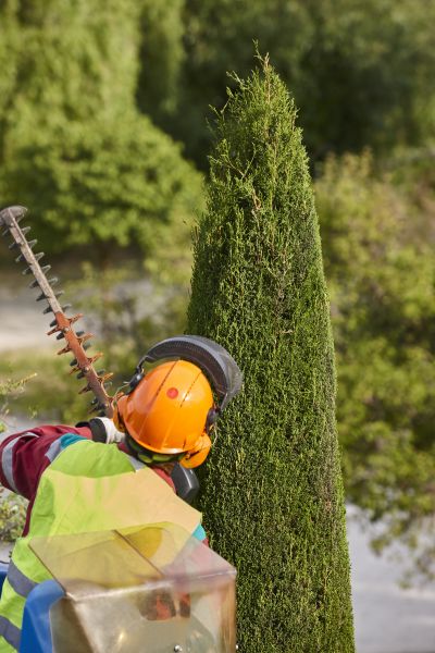 Cypress Tree Trimming in Englewood