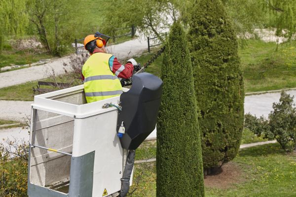 Cypress Tree Pruning in Englewood