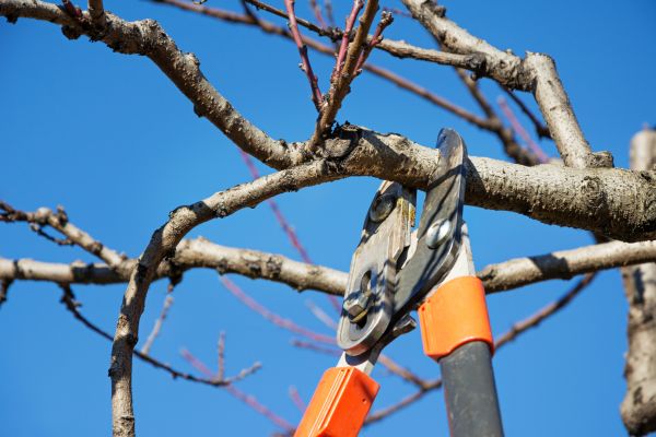 Peach Tree Trimming in Englewood