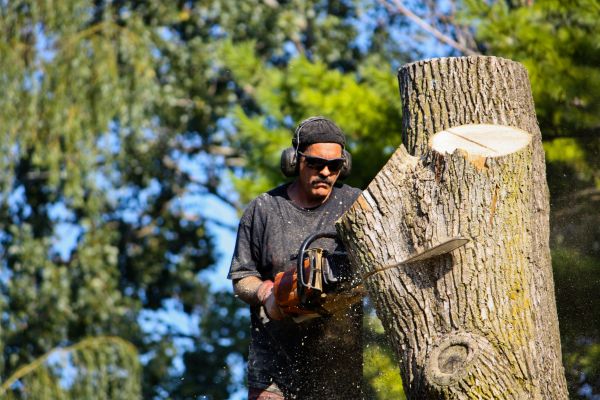 Ash Tree Pruning in Englewood