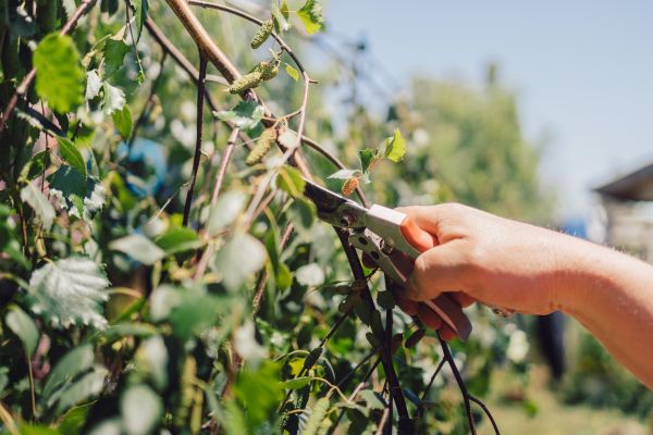 Birch Tree Pruning in Englewood