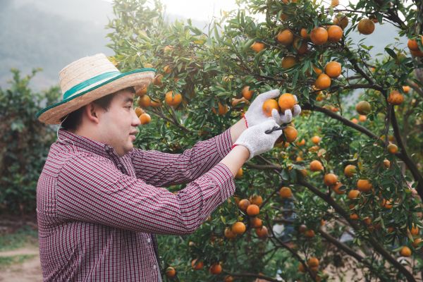 Orange Tree Pruning in Englewood