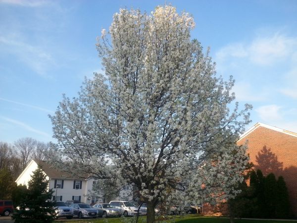 Bradford Pear Tree Pruning in Englewood