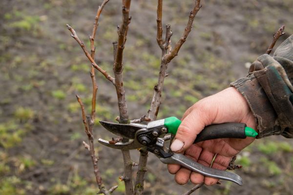 Pear Trees Pruning in Englewood