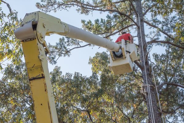 Limbs Trimming in Englewood