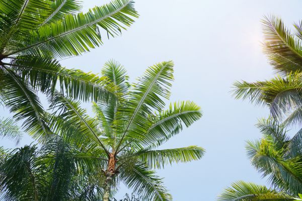 Queen Palm Tree Trimming in Englewood