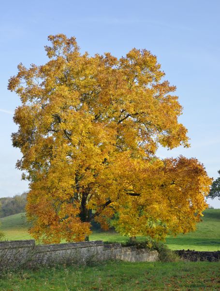 Hickory Tree Trimming in Englewood