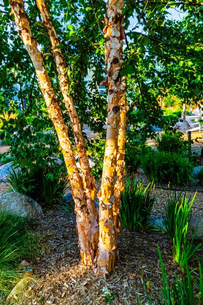 River Birch Trimming in Englewood