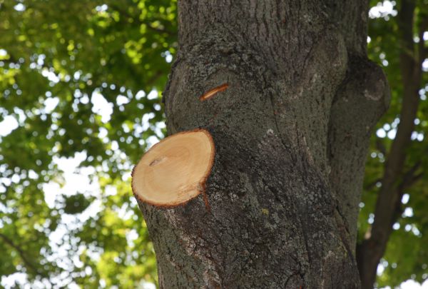 Limb Cutting in Englewood