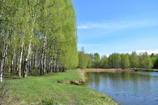 River Birch Pruning in Englewood