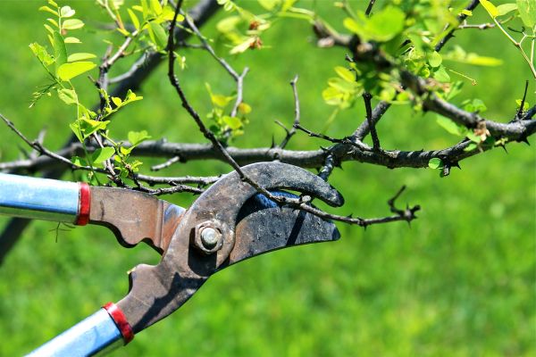 Branches Pruning in Englewood