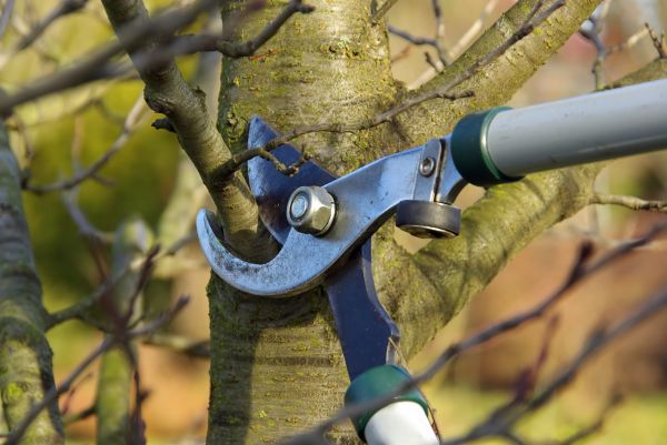 Tree Limb Trimming Service in Englewood