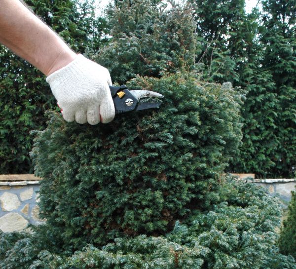Ornamental Tree Trimming in Englewood