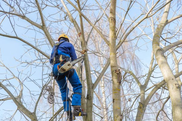 Large Tree Trimming in Englewood