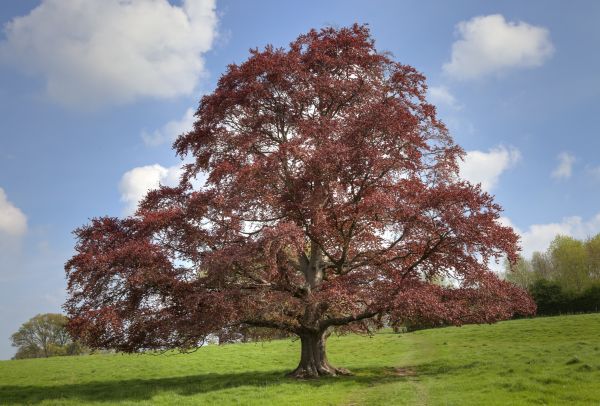 Beech Tree Pruning in Englewood